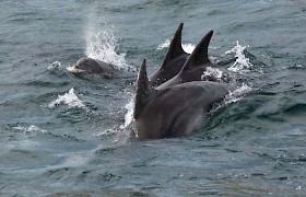 Dolphins on Scottish cruise off Tobermory