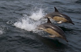 Dolphins in the Sound of Mull by Robert Murray