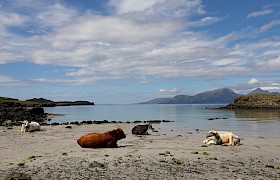Coos on the beach, Isle of Muck. Photo: Nicholas David.
