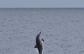 Dolphin leaping out the water. Barry Davies.