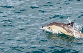 Dolphin. Photo: Jonathan Gilbride.