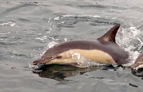 Common Dolphin. Photo: Ron Paterson.