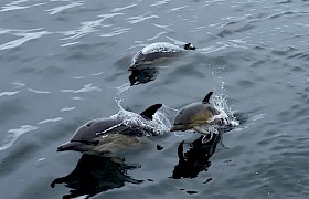 Dolphins. Photo: Iain Ross.