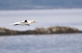 Gannet Flying. Photo: Barry Davis.