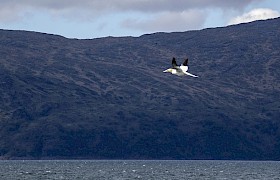 Gannet flying. Photo Jonathan Neville.