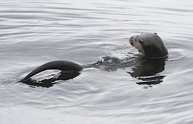Otter in the water. Photo Alan Charleton.