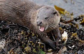 Otter eating crab. Photo: Alan Irving.