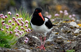 Oystercatcher and thrift. Photo: Vaughn Sears.