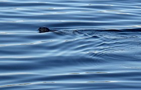 Seal swimming. Photo: Ron Paterson.