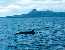 Minke whales are often seen off the Isle of Eigg, the "Small Isles"
