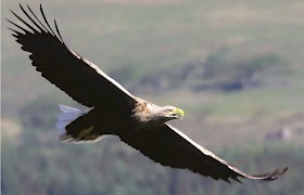 sea eagles are seen on our Mull cruises
