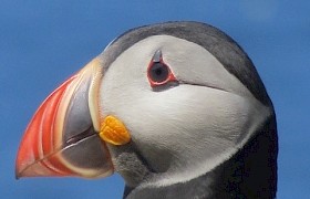 Puffin by Rosemary Galey