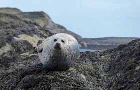 Wildlife Shortlist - Seal at Loch Coruisk by Anne Price