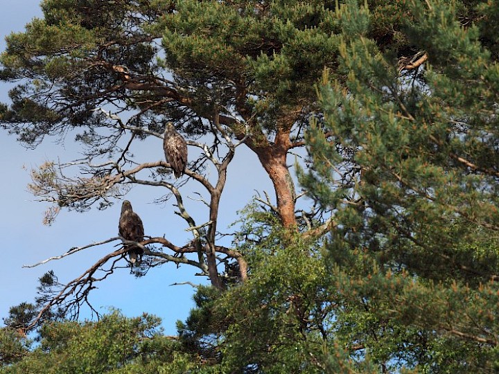 Pair of White-Tailed Sea Eagles by Jonathan Gilbride