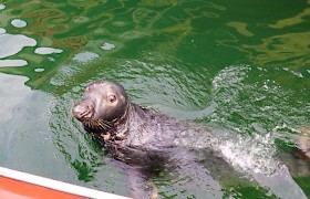 Sammy the seal in Stornoway Harbour by Robert Murray