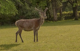 Red Deer in the grounds of Kinloch Castle, Muck