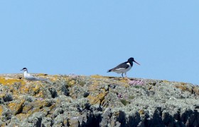 Tern and Oystercatcher