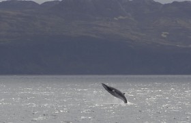 Minke Whale breaching off Muck, Gavin Mann