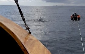 Minke Whale, Alan Greene
