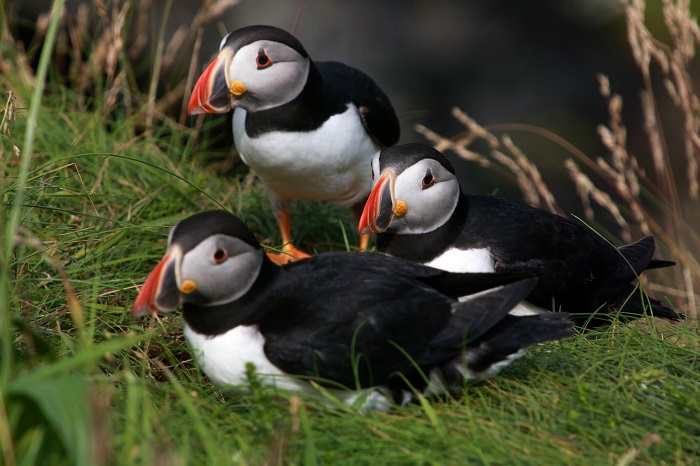 Puffins - regularly spotted on visits to Staffa and the Treshnish Isles