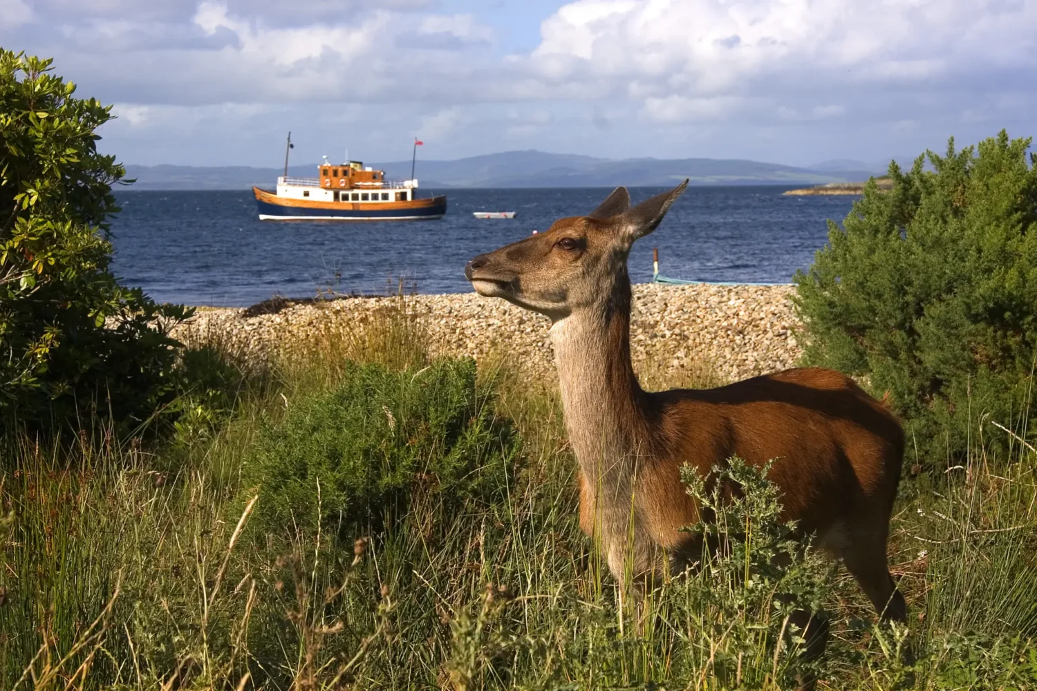 Deer in the long grass with one of our ships in the background